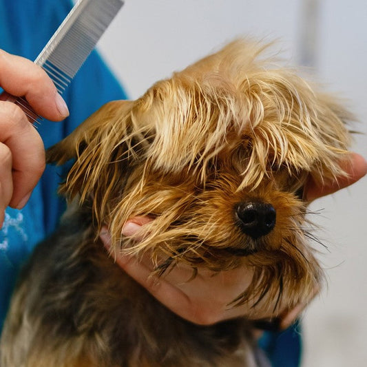 Contatti di tutti i toelettatori per cani in Italia