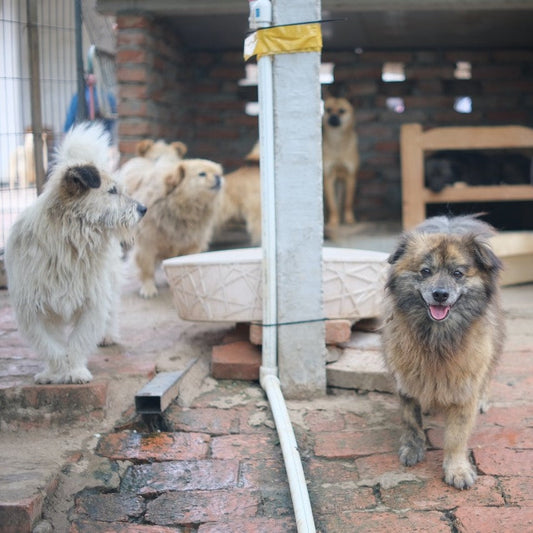 Contatti di tutti i rifugi per animali in Italia