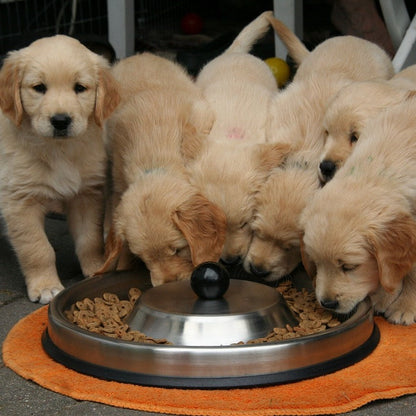 Contatti di tutte le pensioni per animali in Italia