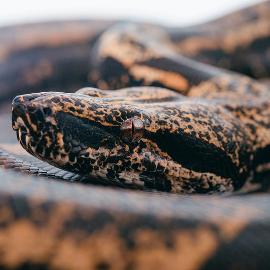 Contatti di tutti i negozi per animali in Italia